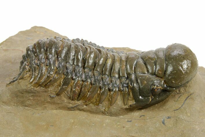 Detailed Crotalocephalina Trilobite - Atchana, Morocco #359537